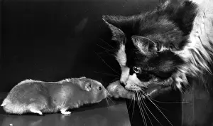 Vintage Cat Photography Drucke: Cat and rat