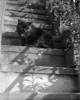 Historical Animal Prints Online Drucke: Cat on the Steps