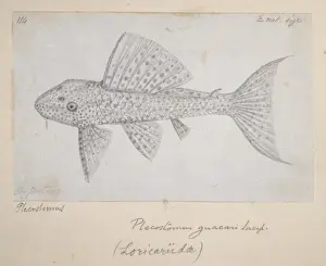 Drucke von Zugang zum Zeichnungs Nr. 114 von Alfred Russell Wallace Bleistiftwels Drucke: Catfish