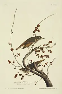 Double Elephant Folio Prints Drucke: Catharus guttatus, hermit thrush