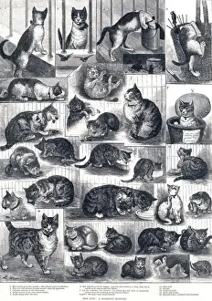 Unsere Katzen : Eine Heimatgeschichte durch die Augen von Louis Wain
