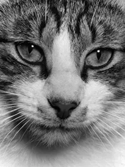 Feline Fine Art Prints Drucke: CATS EYES