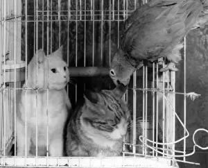 Vintage Cat Photography Drucke: Two cats and a parrot