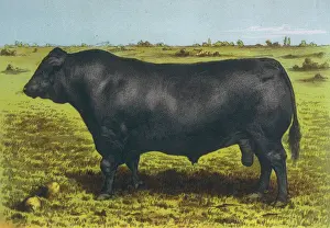 Drucke von Aberdeen Angus Bull Cash Aberdeen Drucke: Rinder / Aberdeen Angus