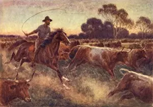 Australian Rural Landscape Photography Drucke: Cattle Rush, Australia