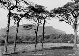 Early 1900s Belfast Images Drucke: Cavehill Belfast
