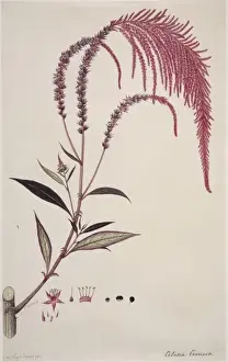 Dicotyledonous Flowering Plants Drucke: Celosia cernua, cockscomb