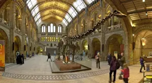 Natural History Museum Interior Drucke: Central Hall