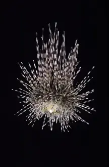 East Atlantic Marine Life Drucke: Centrostephanus longispina, echinoid