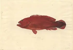 Captain Cook Voyage Artwork Drucke: Cephalopholis urodeta, flagtailed rockcod