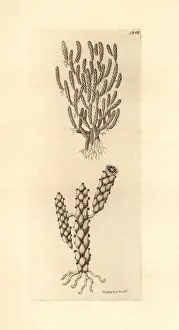 Naturalists Miscellany Collection Drucke: Cereoid sertularia