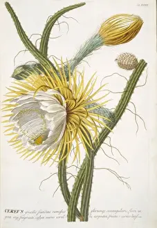 Georg Dionysius Ehret Art Drucke: Cereus sp. cactus