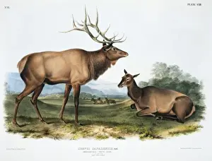 John James Audubon Prints Drucke: Cervus elaphus, red deer