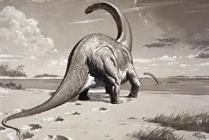 Prehistoric England Drucke: Cetiosaurus