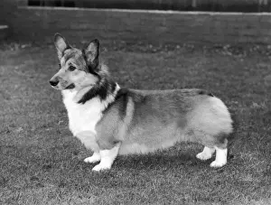 Historical Dogs Drucke: CH Evancoyd Audacious