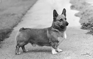 Welsh Corgi Breed Drucke: CH Knowland Clipper