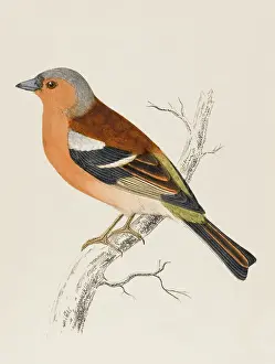 Drucke von (Fringilla coelebs) Koebel bedeutet Junggeselle und bezieht sich auf die Vogelartens Art der vorübergehenden Trennung von seinem Partner Verwandte Bilder Drucke: Käferling (Morris)
