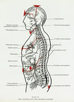 Verwandte Bilder Drucke: Die Chakren und das Nervensystem