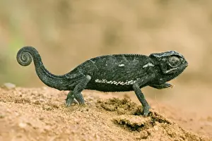 Chameleon Species Drucke: Chameleon