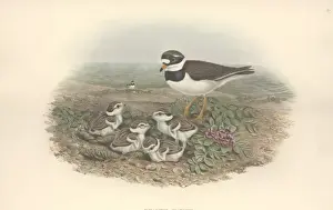 Charadriiformes Species Print Drucke: Charadrius hiaticula, common ringed plover