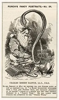 Drucke von Ein Satire über Charles Darwin – nach dem Chartieren der Abnahme des Menschen geht er sogar tiefer und studiert Würmer Charles Darwin Drucke: Karl Darwins ein Wurm studiert