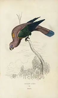 Kichert Löwenzung, Lorius garrulus