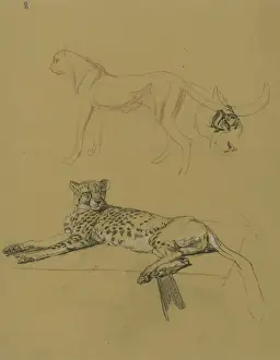 Raymond Sheppard Artwork Drucke: Cheetah Lying Down