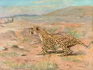 Cheetah In The Wild Drucke: Cheetah in the Wild
