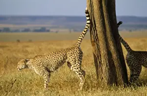 African Savannah Wildlife Images Drucke: CHEETAHS - scent marking