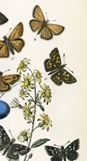 Drucke von Querender Bootenführer (Nummer 11) Datum: 1889 Scheckenskipper Drucke: Schachbrett Schipper II