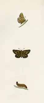 Drucke von Schachbrett Kapitän Datum: 1845 Scheckenskipper Drucke: Fleckiger Kapitän