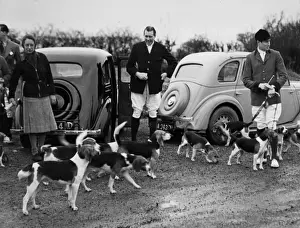 Drucke von Reiche Füchshunter mit ihren Autos und einer Packung Royal Rock Beagle auf einem Treffen in Storeton bei Liverpool (Merseyside), England. Datum: 1950er Jahre Storeton Drucke: Kassierschwein Treffen