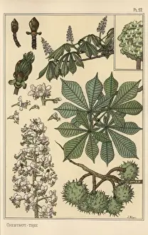 Eugene Grasset Prints Drucke: Chestnut tree botanical study
