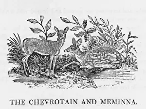 Bewick Prints Drucke: Chevrotain (Bewick)
