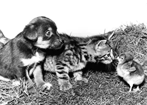 Funny Pet Pictures Online Drucke: Chick, Pup and Kitten