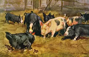 Historical Farm Animals Drucke: Chicken & pigs