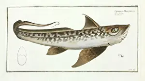 Historical Marine Life Images Drucke: Chimaera monstrosa