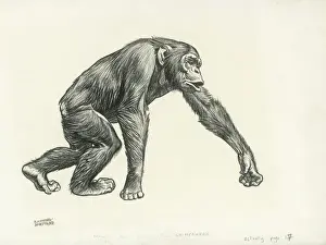 Drucke von Menschaffen auf allen Vieren gehen Schimpanse Drucke: Chimpanzee