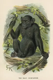 Chimpanzee Illustration Drucke: Chimpanzee / Jck Illus
