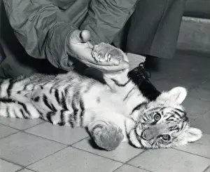 Chippberfelds Zirkus – Tiger – Kumar