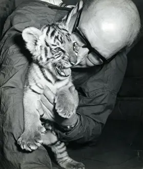 Chippberfelds Zirkus - Tiger - Kumar