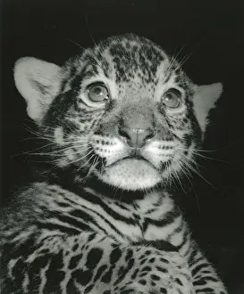 Chippberfelds Zirkus - Tiger - Kumar
