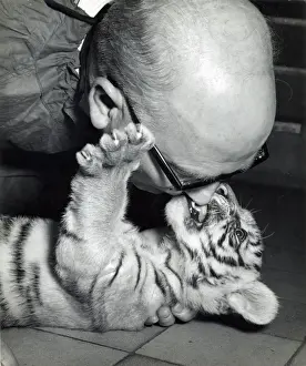 Kampagnenfahnen des Chipperfields Zirkus mit dem Bengal-Tiger Kumar