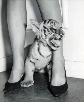 Kampagnen des Zirkus Chipperfield, der mit dem tigervollen Künstler Kumar bekannt ist