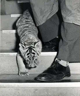 Chippberfelds Zirkus – Tiger – Kumar