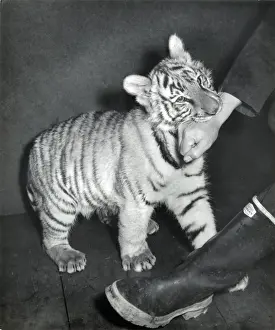 Chippelfields Zirkus - Tiger - Kumar