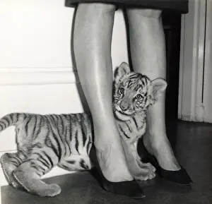 Chippelfields Zirkus – Tiger – Kumar
