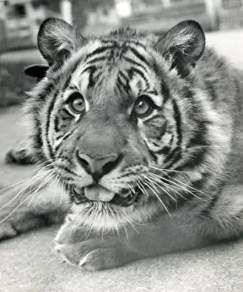 Chipperfields Zirkus - Tiger - Kumar