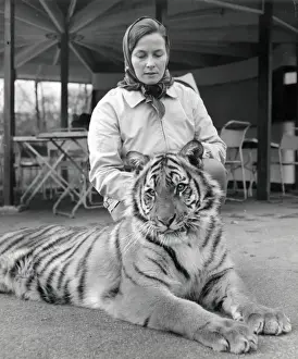 Chippelfields Zirkus - Tiger - Kumar
