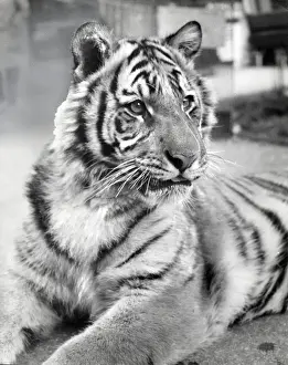 Chippelfields Zirkus - Tiger - Kumar